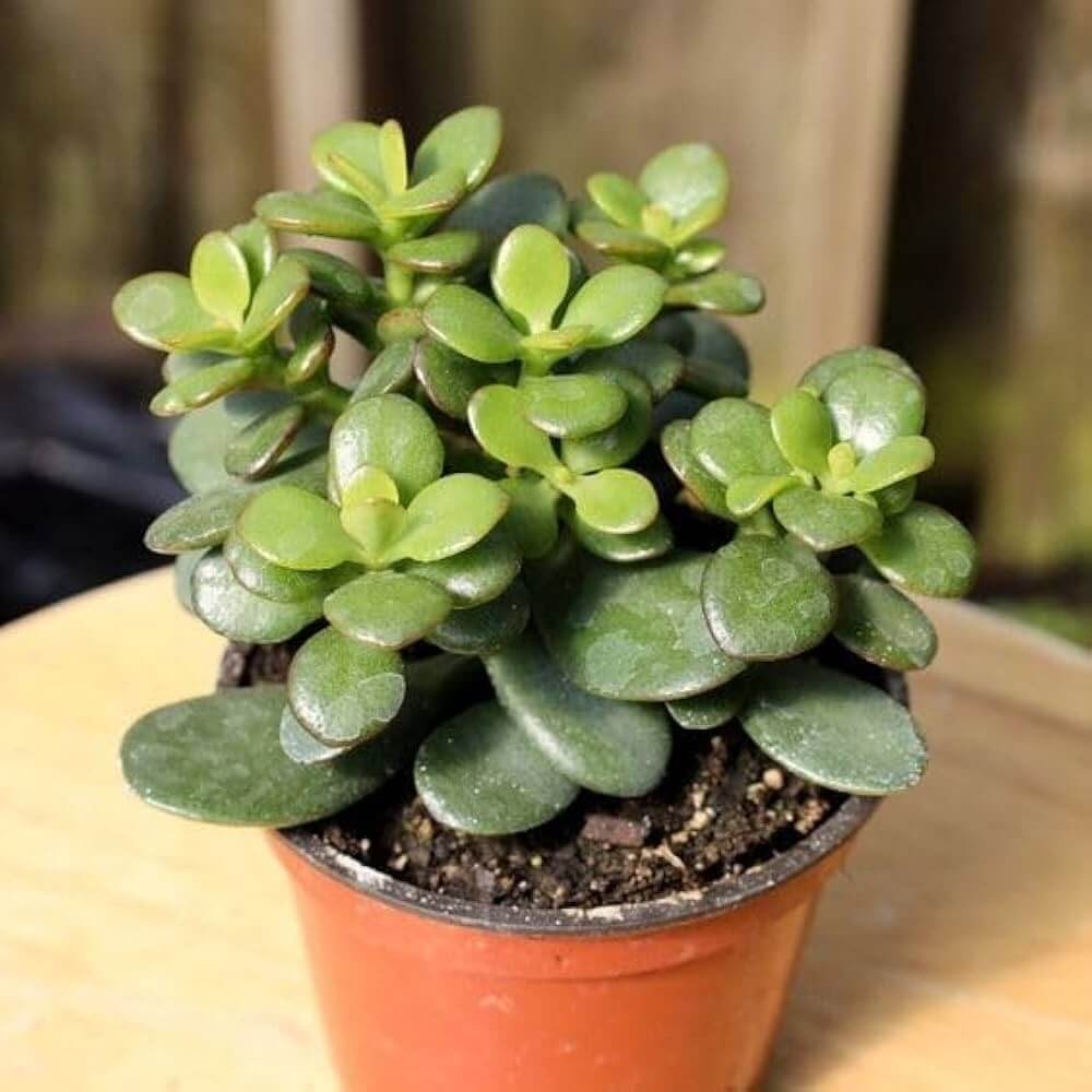 Lucky Jade Plant Seeds