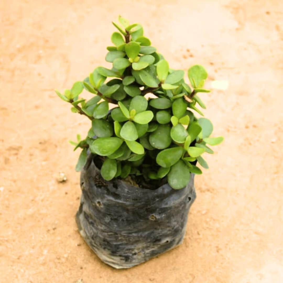 Lucky Jade Plant Seeds