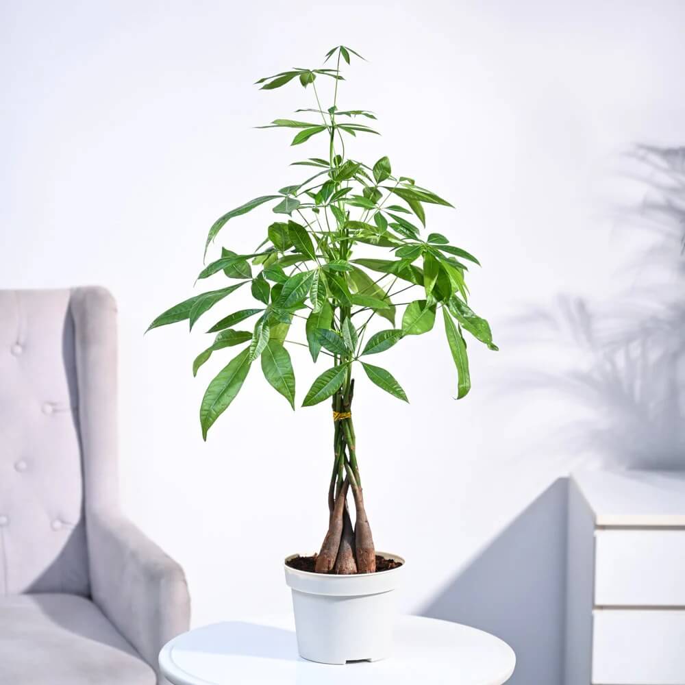 Lucky Money Tree Seeds