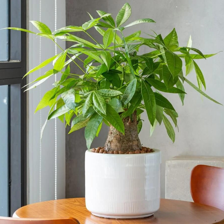 Lucky Money Tree Seeds