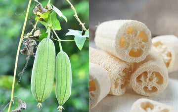 Luffa Seeds – Loofah Gourd