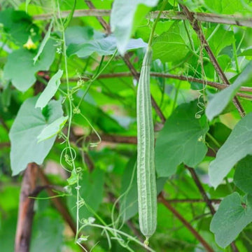 Luffa Seeds - All In One For Home Gardens
