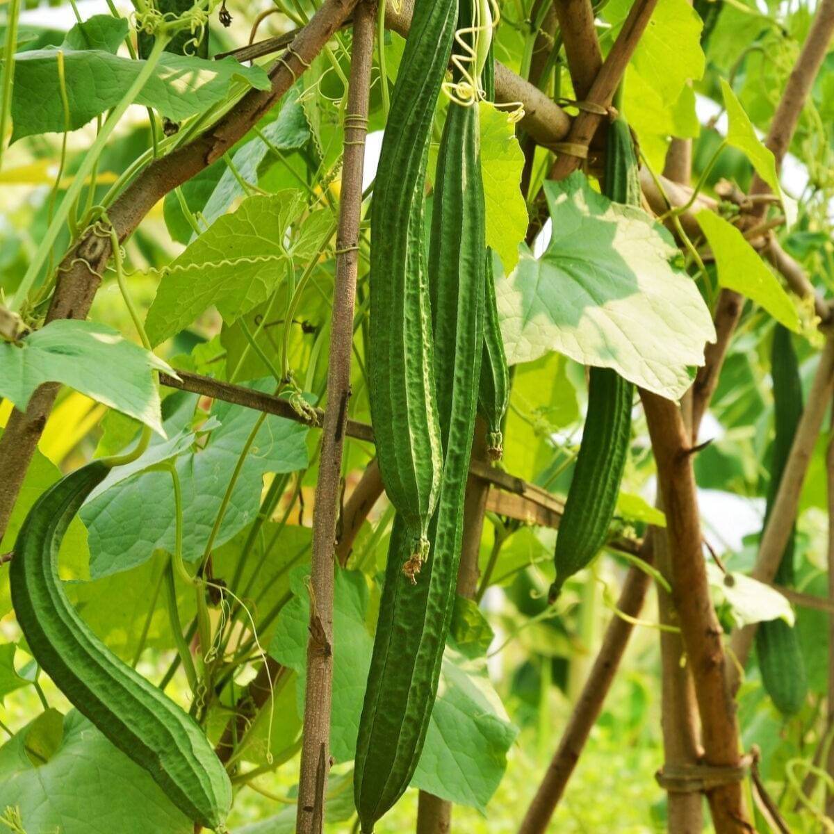 Luffa Seeds - All In One For Home Gardens