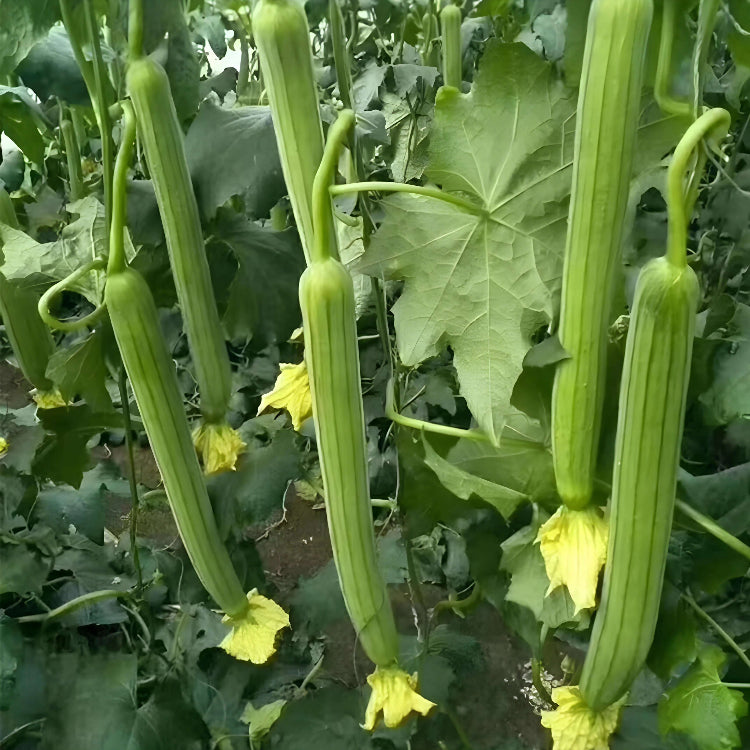 Luffa Seeds - All In One For Home Gardens