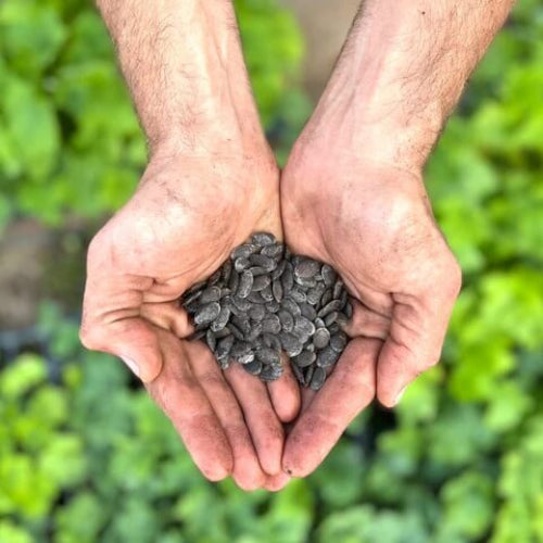 Luffa Seeds - All In One For Home Gardens
