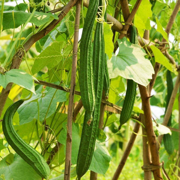 Luffa Seeds - Angled