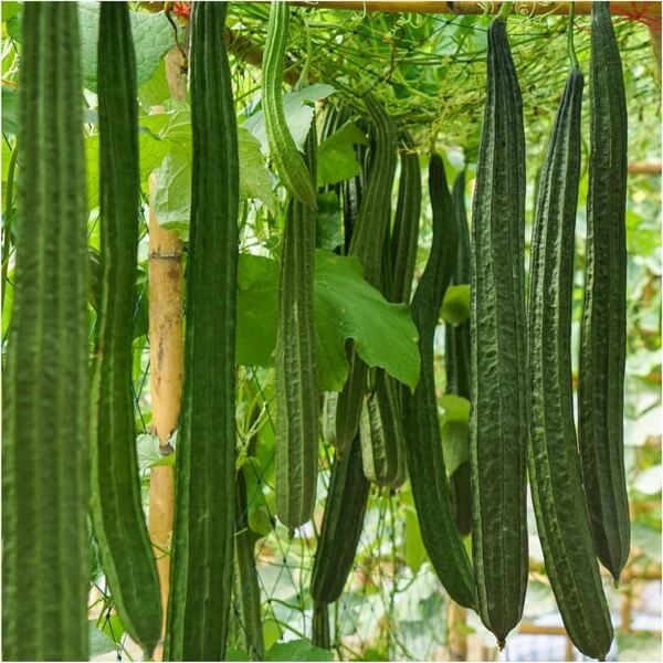 Luffa Seeds - Green