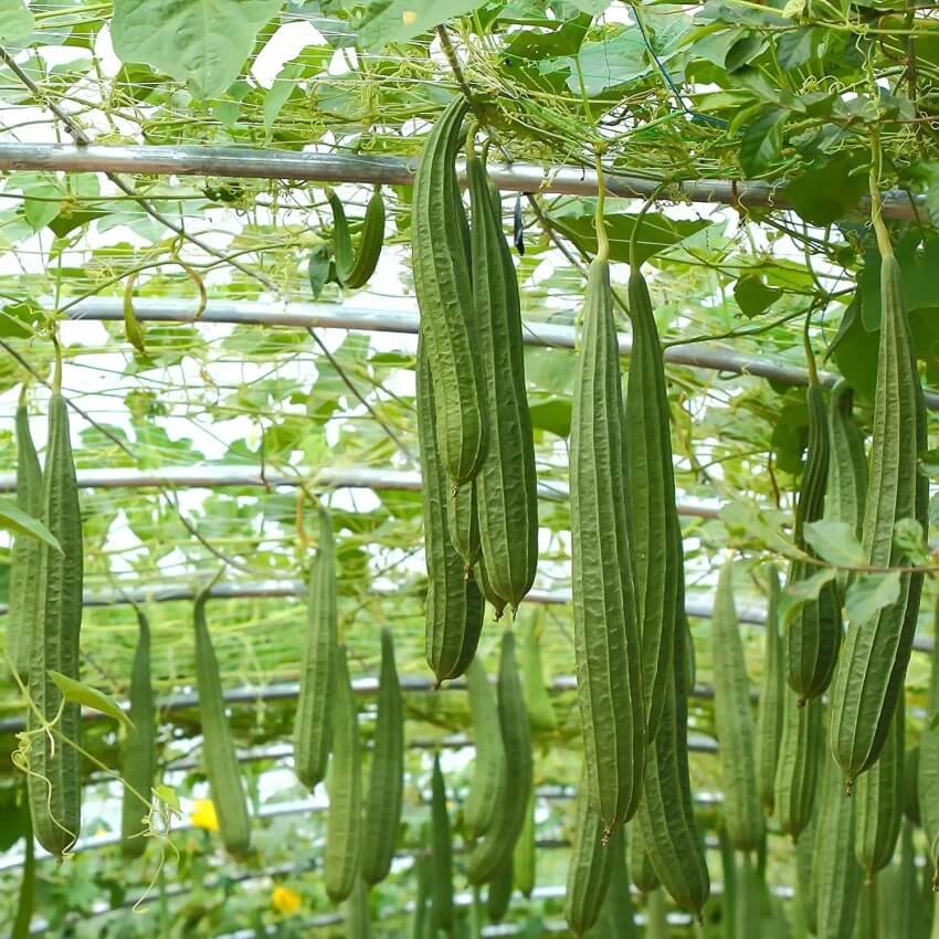 Luffa Seeds - Green Brown