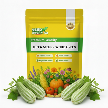 Luffa Seeds - White Green