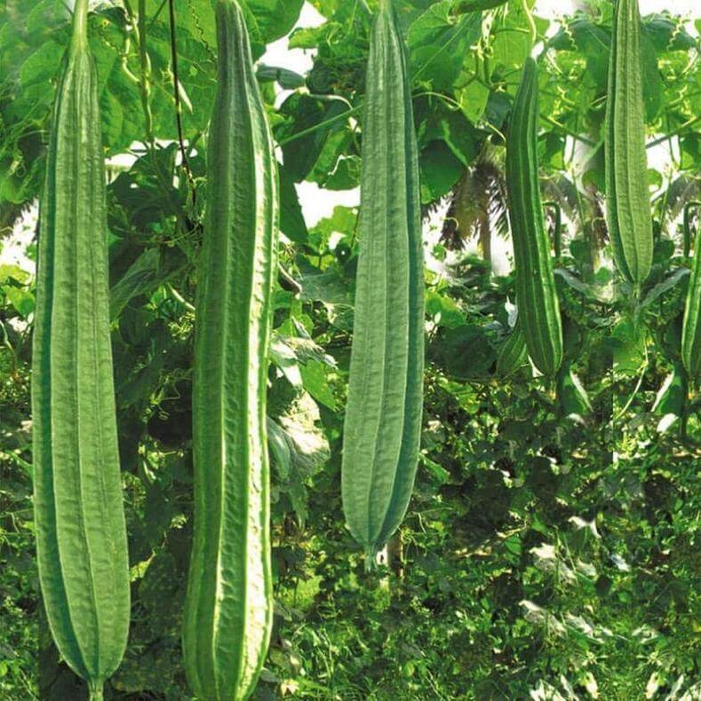 Luffa Seeds - Green