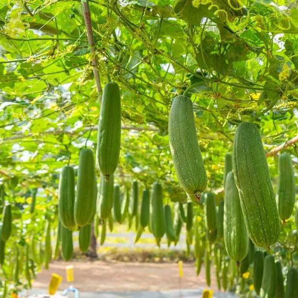 Luffa Seeds - Green Brown