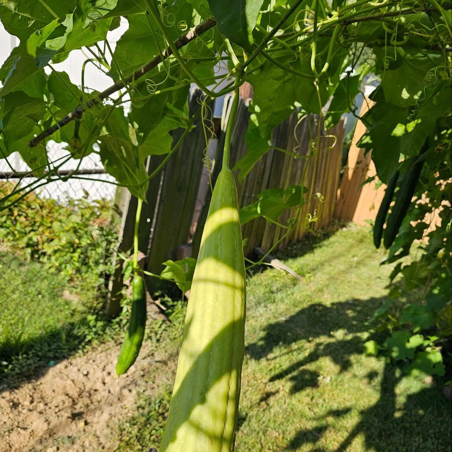 Luffa Seeds - Yellow