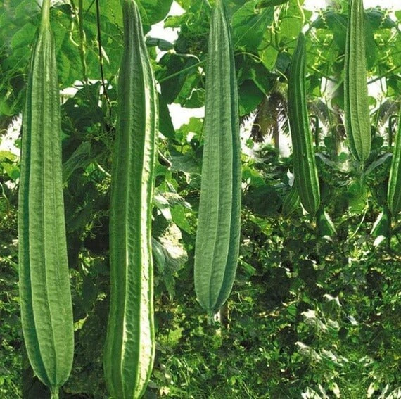 Luffa Seeds - Angled
