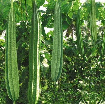 Luffa Seeds - Angled