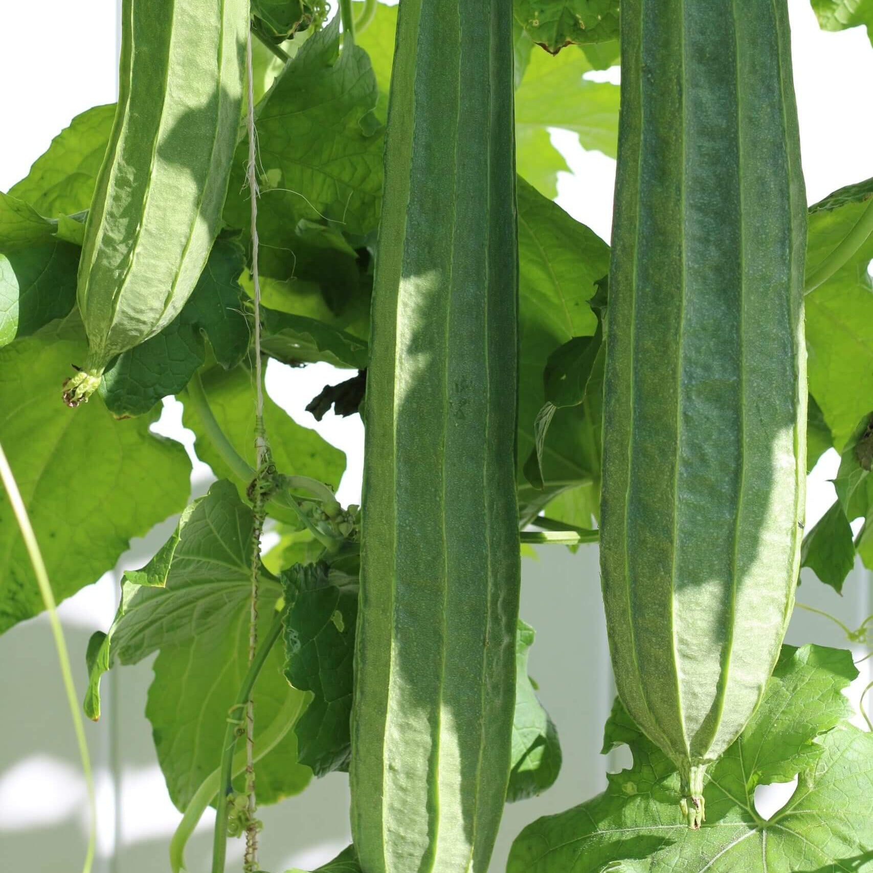 Luffa Seeds - Green