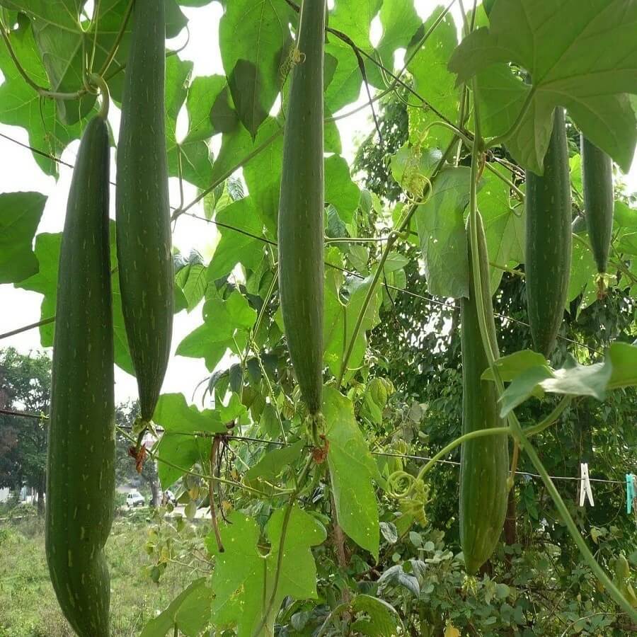 Luffa Seeds - Green Brown