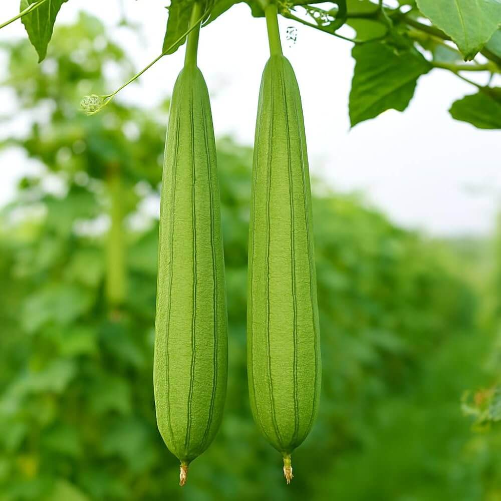 Luffa Seeds - Green Zucca