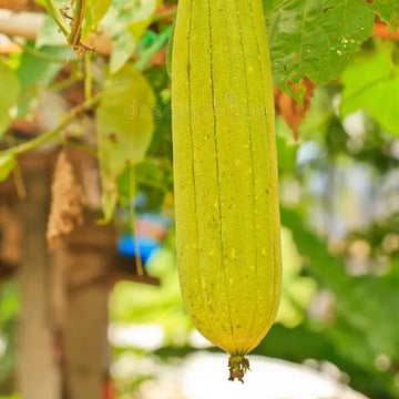Luffa Seeds - Yellow