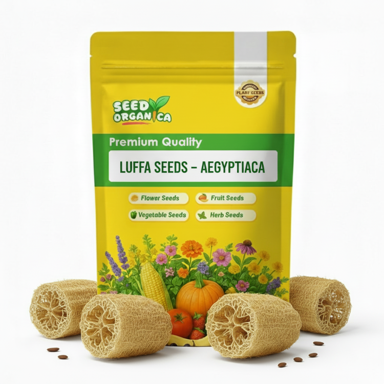 Luffa Seeds – Aegyptiaca
