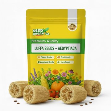 Luffa Seeds – Aegyptiaca