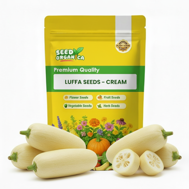 Luffa Seeds – Cream