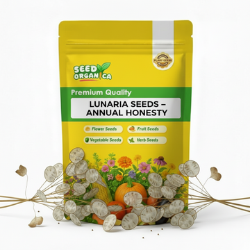 Lunaria Seeds – Annual Honesty