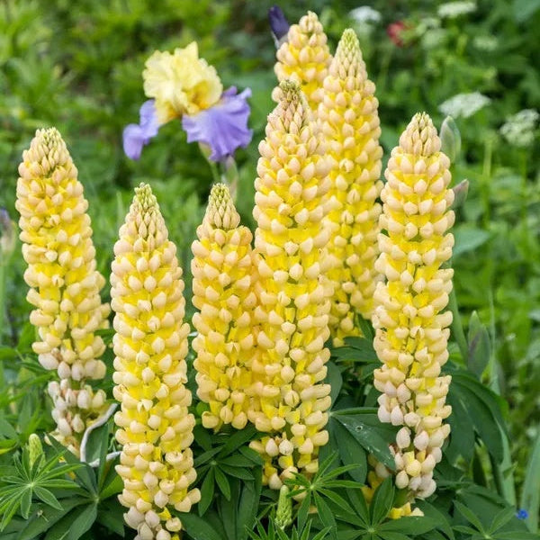Lupine Seeds – Light Yellow