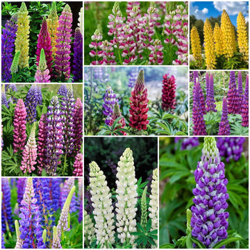 Lupine Seeds - All In One For Home Gardens