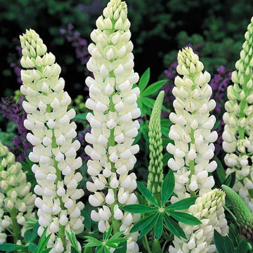Lupine Seeds - All In One For Home Gardens