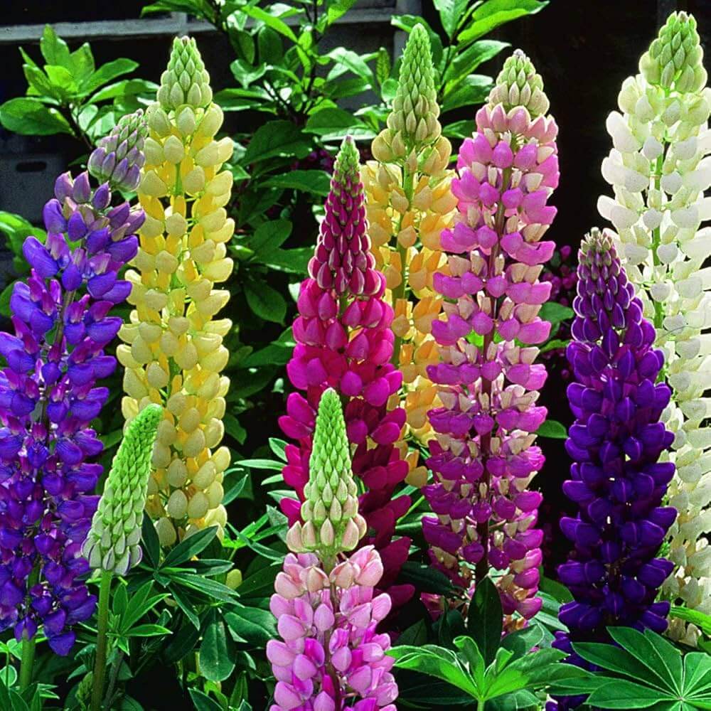 Lupine Seeds - All In One For Home Gardens