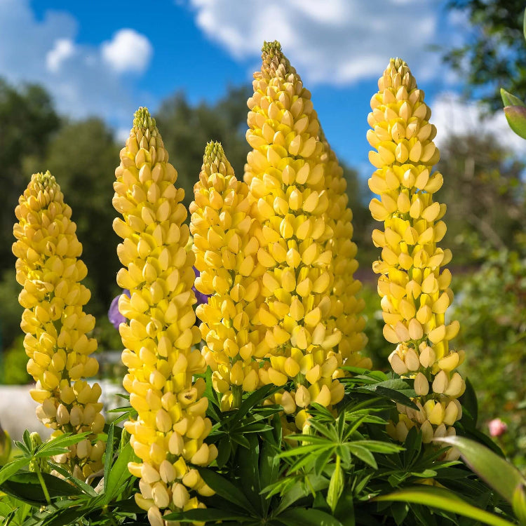 Lupine Seeds - All In One For Home Gardens
