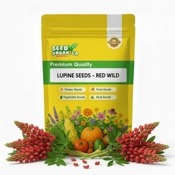 Lupine Seeds - Red Wild