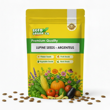 Lupine Seeds – Argenteus