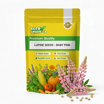 Lupine Seeds – Baby Pink