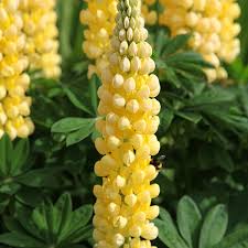 Lupine Seeds – Light Yellow