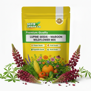 Lupine Seeds – Maroon Wildflower Mix