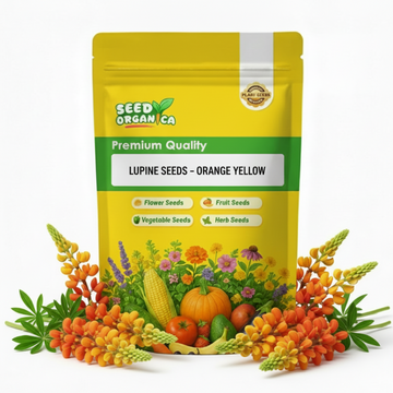 Lupine Seeds – Orange Yellow