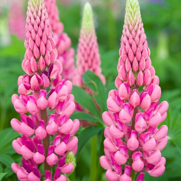 Lupine Seeds – Pink