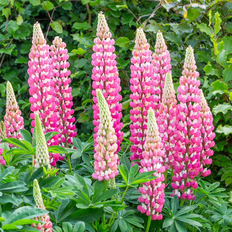 Lupine Seeds – Pink