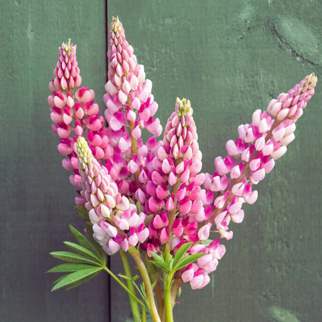 Lupine Seeds – Pink