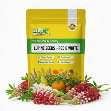 Lupine Seeds – Red & White