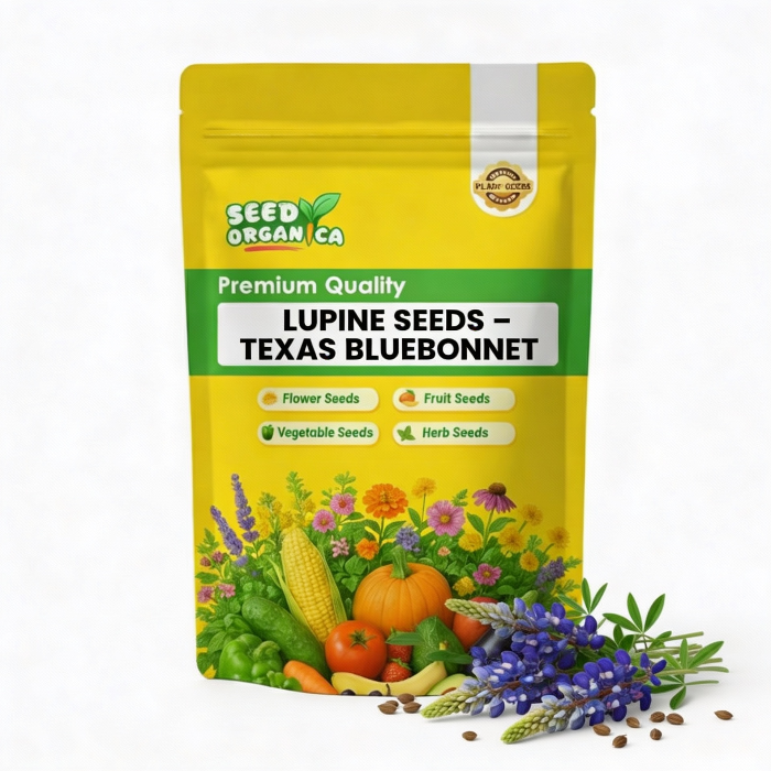 Lupine Seeds – Texas Bluebonnet