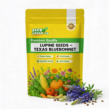 Lupine Seeds – Texas Bluebonnet