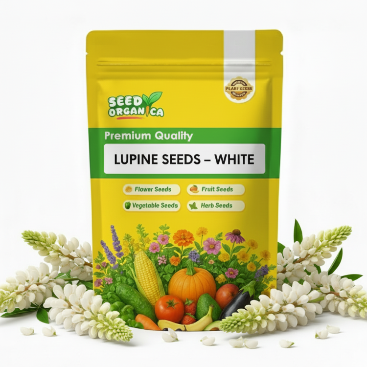 Lupine Seeds – White