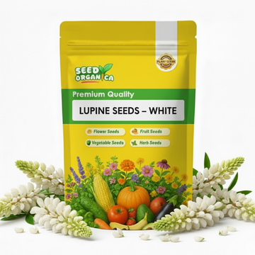 Lupine Seeds – White