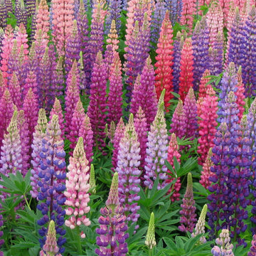 Lupine Seeds – Wildflower Pink & Purple