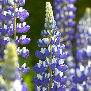Lupine Seeds – Wildflower Purple & White