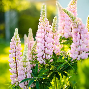 Lupine Seeds – Baby Pink