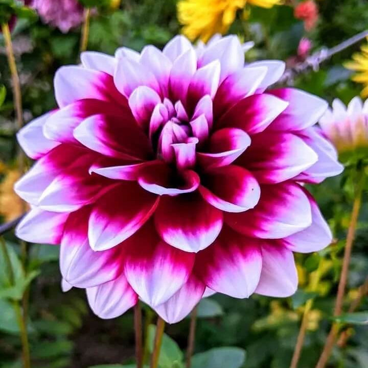 Luxury Bloom Seed Bundle
