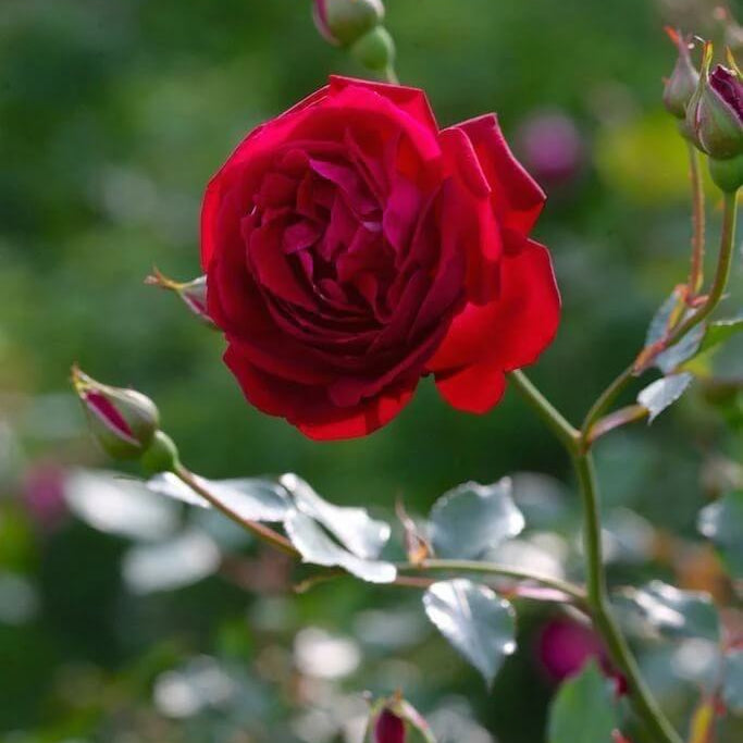 Luxury Bloom Seed Bundle